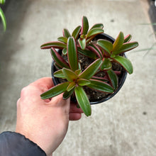 Load image into Gallery viewer, Peperomia Ruby Glow 4&quot;