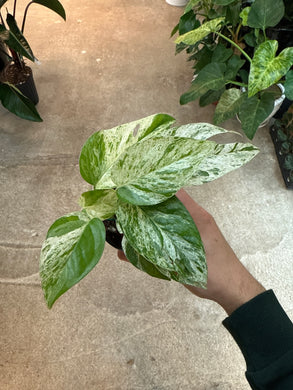 Epipremnum pinnatum marble variegata  4