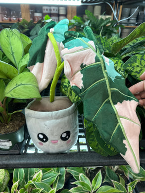 Variegated Alocasia Amazonica Plushie