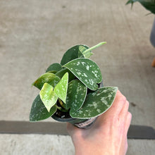 Load image into Gallery viewer, Scindapsus Silvery Ann 4&quot; - Silvery Ann Pothos