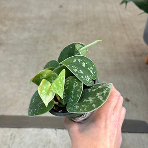 Scindapsus Silvery Ann 4" - Silvery Ann Pothos