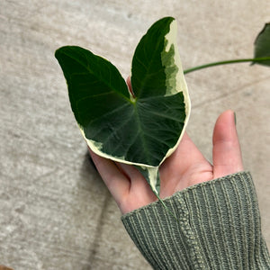 Alocasia Mickey Mouse 5"