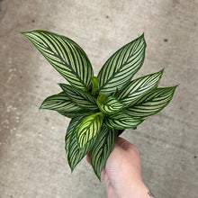 Load image into Gallery viewer, Calathea vittata 4&quot;