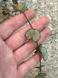 Ceropegia woodii 4"HB - String of Hearts