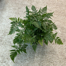 Load image into Gallery viewer, Davallia fejeensis 6&quot; - White Rabbit&#39;s Foot Fern