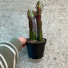 Load image into Gallery viewer, Euphorbia Trigona Red 6&quot;