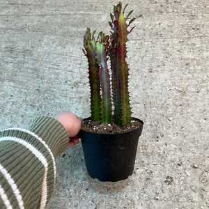 Euphorbia Trigona Red 6"