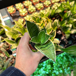 Sansevieria sp. 2" - Assorted Birdsnest Snake Plant