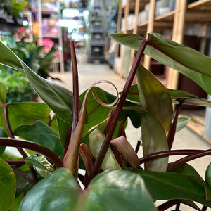 Philodendron 'Red Emerald' 6"