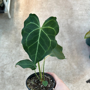 Anthurium Clarinervium 4"