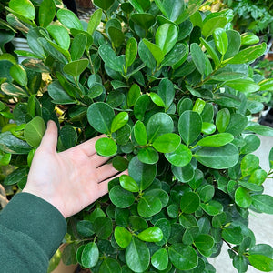 Ficus Moclame Braid 12"