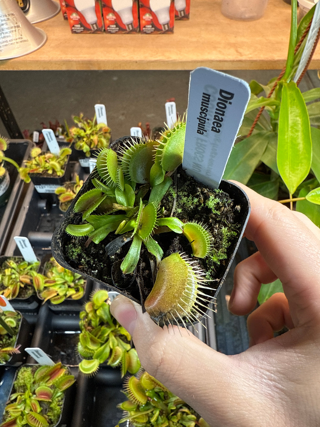 Dionaea muscipula 2.5