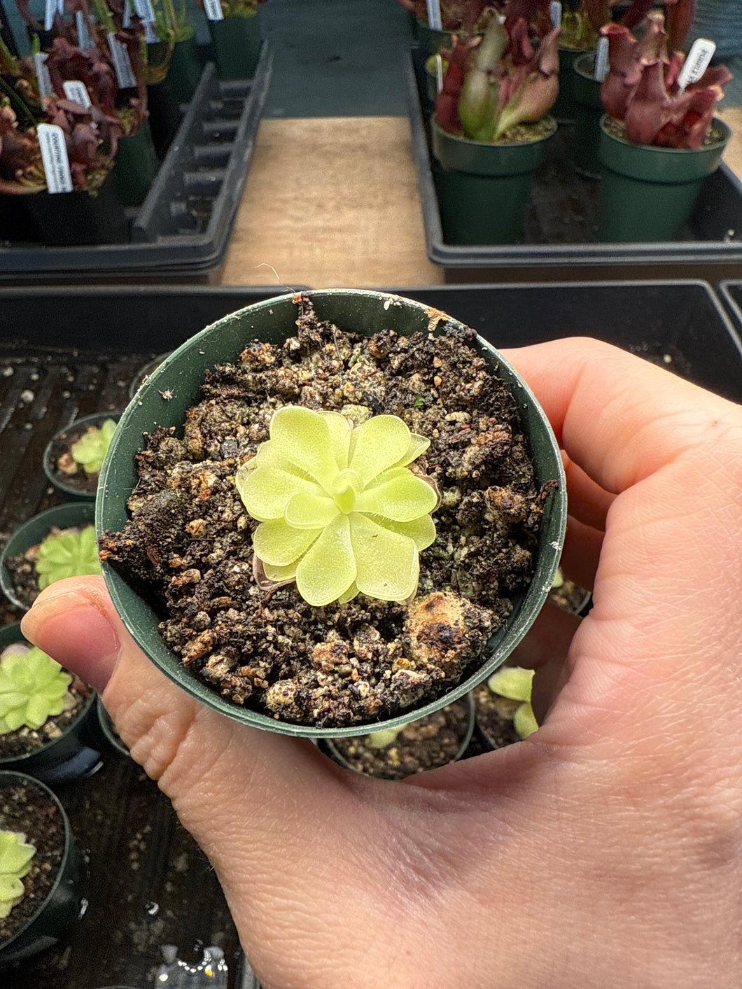 Pinguicula pirouette 2