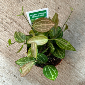 Dischidia ovata 3" - Watermelon Dischidia