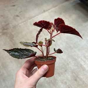 Begonia Maculata Pink Spot 2"