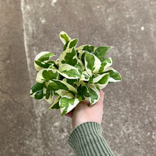 Load image into Gallery viewer, Epipremnum aureum Njoy 4&quot; - N&#39;Joy Pothos