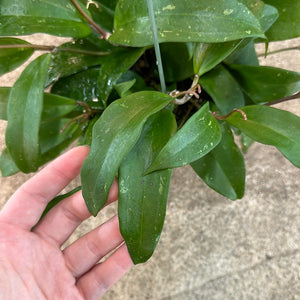 Hoya rigida 6"