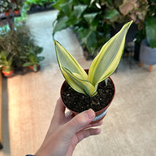 Load image into Gallery viewer, Sansevieria Ghost 4&quot; - Snake Plant