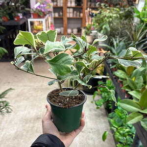 Ficus Triangularis Variegated 4" - Fig