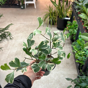 Ficus Triangularis Variegated 4" - Fig