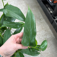 Load image into Gallery viewer, Philodendron Panduriforme 8&quot;