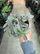 Load image into Gallery viewer, Tradescantia sp. &#39;Sweetness&#39; 4&quot; - Pink Inch Plant