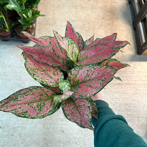 Aglaonema Red Wishes 6"
