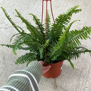 Nephrolepis cordifolia 'Lemon Buttons' 6" - Chester Fern