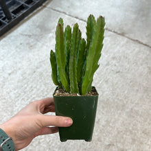 Load image into Gallery viewer, Stapelia gigantea 4&quot; - Carrion Flower