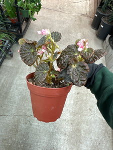 Begonia Ruby Dragon 4"