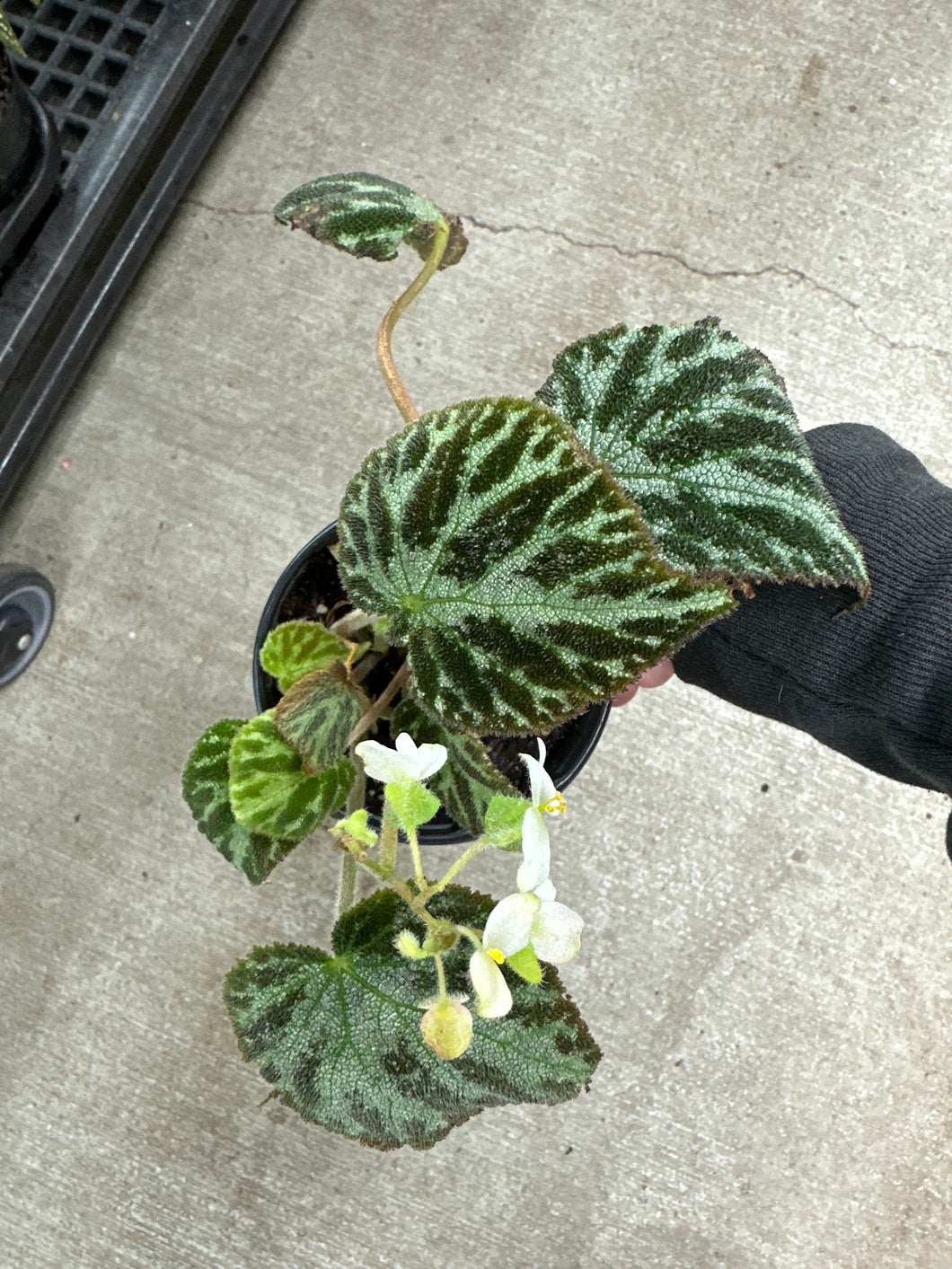 Begonia imperialis 4