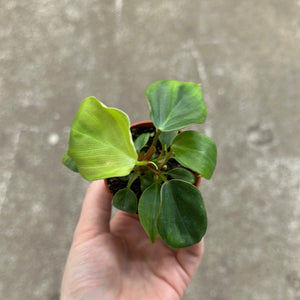 Philodendron gloriosum Dark Form 2"