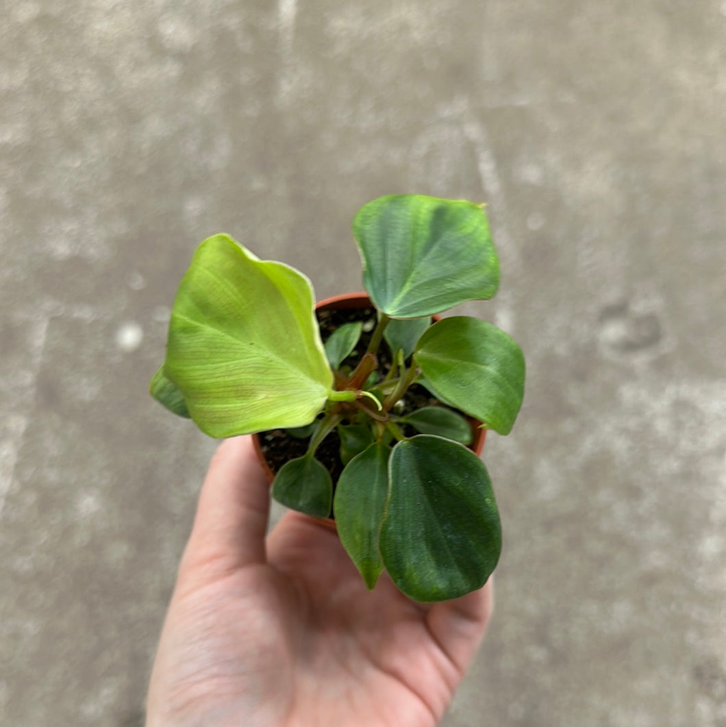 Philodendron gloriosum Dark Form 2