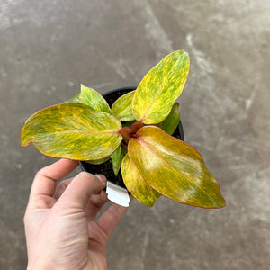 Philodendron Quad Color' 4"