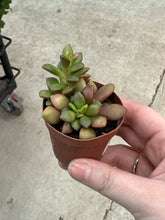 Load image into Gallery viewer, Anacampseros rufescens variegata 2&quot; - Rainbow Sand Rose Succulent