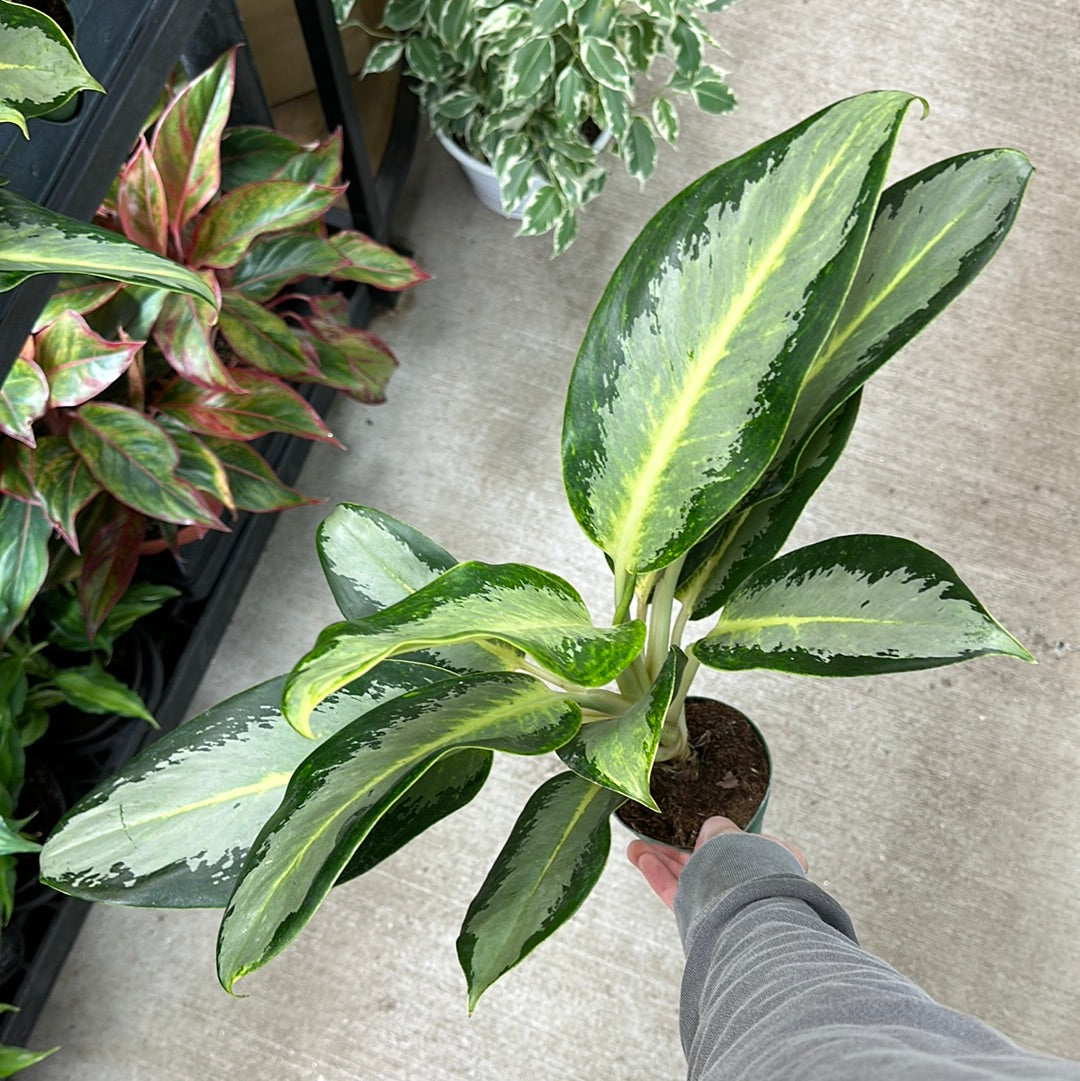 Aglaonema deals green bowl