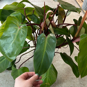 Philodendron 'Red Emerald' 6"