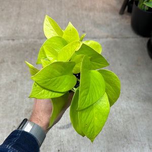 Epipremnum aureum 'Neon' 4" - Pothos