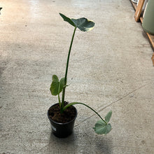 Load image into Gallery viewer, Alocasia Mickey Mouse 5&quot;