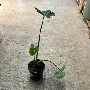 Alocasia Mickey Mouse 5"