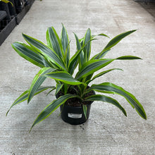 Load image into Gallery viewer, Dracaena Warneckii Goldstar 6&quot;