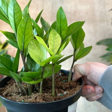 Load image into Gallery viewer, Zamioculcas zamiifolia &#39;Chameleon&#39; 6&quot; - ZZ Plant