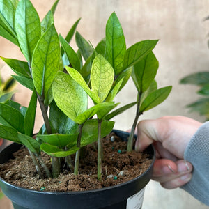 Zamioculcas zamiifolia 'Chameleon' 6" - ZZ Plant