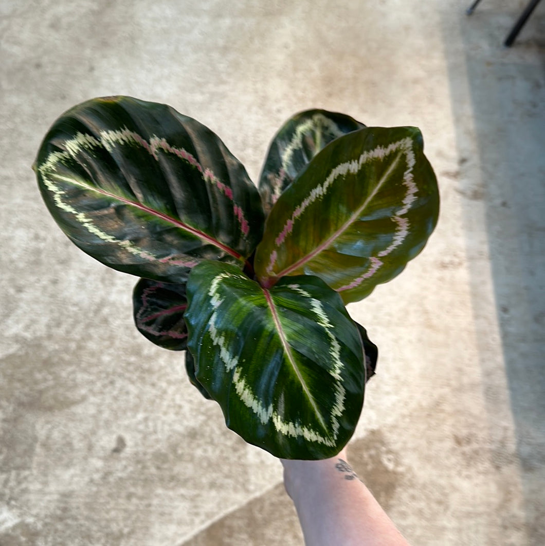 Calathea Angela 4