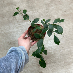 Ficus Ginseng 4" - Pot Bellied Fig