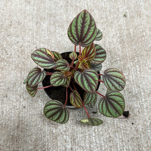 Peperomia 'Piccolo Banda' 4"