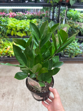 Zamioculcas Zamiifolia 6