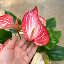 Load image into Gallery viewer, Anthurium Livium 6&quot;