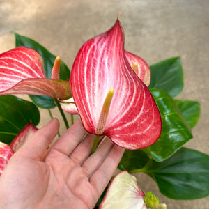 Anthurium Livium 6"