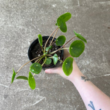 Load image into Gallery viewer, Pilea peperomioides 4&quot; - Chinese Money Plant